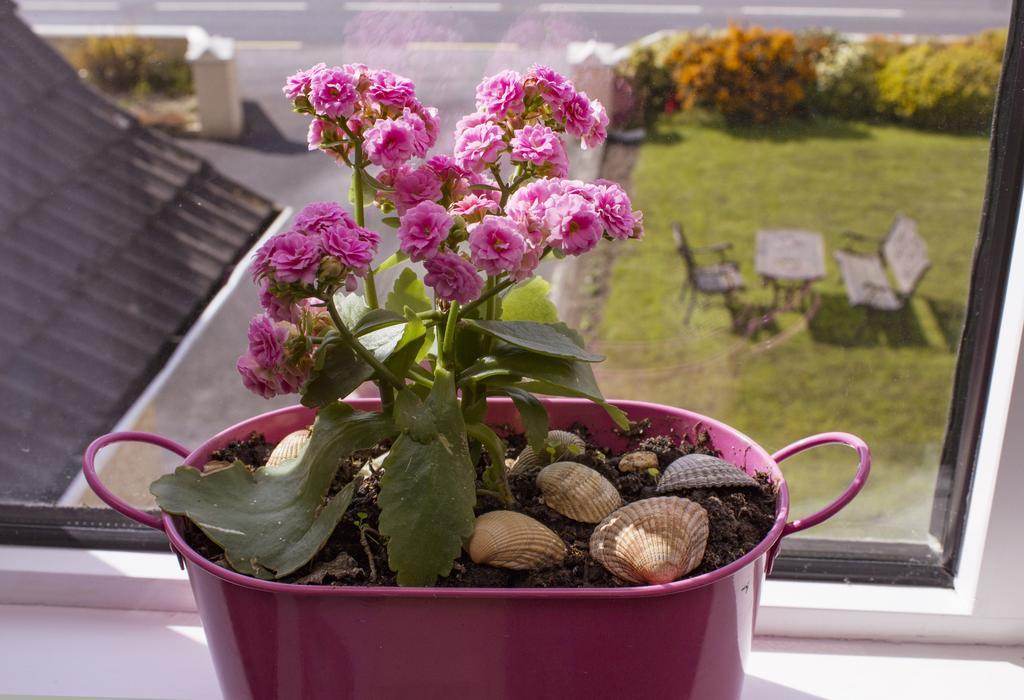 Eagle Heights Bed and Breakfast Enniscrone Exteriör bild